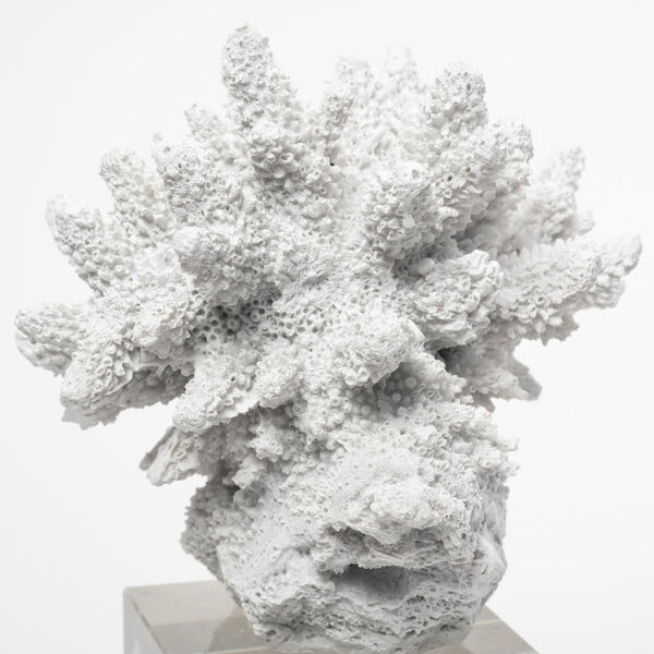 Mercana Isla White 10-Inch Replica Coastal Coral Decorative Object 68927 |  Bellacor
